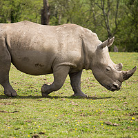 Buy canvas prints of Southern White Rhino by Andrew Bartlett