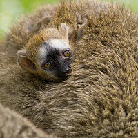 Buy canvas prints of Baby Red Fronted Lemur by Andrew Bartlett