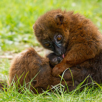 Buy canvas prints of Red Bellied Lemur mother and baby. by Andrew Bartlett