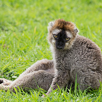 Buy canvas prints of Red Fronted Lemur relaxing by Andrew Bartlett