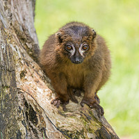 Buy canvas prints of Red Bellied Lemur by Andrew Bartlett