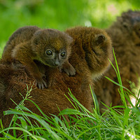 Buy canvas prints of Red Bellied Lemur family by Andrew Bartlett