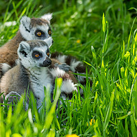 Buy canvas prints of RIng Tailed Lemur family by Andrew Bartlett