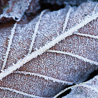 Buy canvas prints of Frozen leaves in winter by Andrew Bartlett