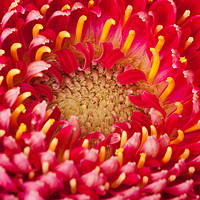 Buy canvas prints of Macro of a Gerbera by Andrew Bartlett