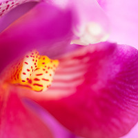 Buy canvas prints of Macro of an Orchid by Andrew Bartlett