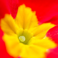 Buy canvas prints of Macro of a Polyanthus by Andrew Bartlett