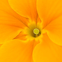 Buy canvas prints of Macro of a Polyanthus by Andrew Bartlett