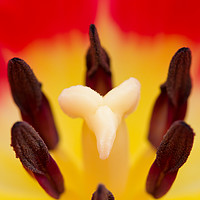 Buy canvas prints of Tulip macro by Andrew Bartlett