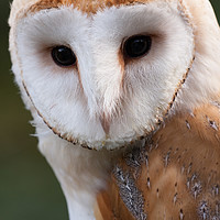 Buy canvas prints of Barn Owl by Andrew Bartlett