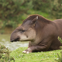 Buy canvas prints of Tapir by Andrew Bartlett