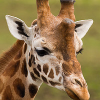 Buy canvas prints of Giraffe by Andrew Bartlett