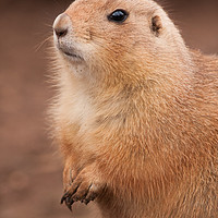 Buy canvas prints of Prairie Dog by Andrew Bartlett