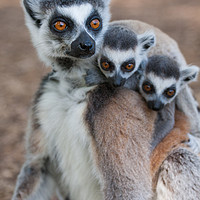 Buy canvas prints of Ring Tailed Lemur family by Andrew Bartlett