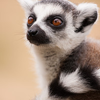 Buy canvas prints of Ring Tailed Lemur baby by Andrew Bartlett