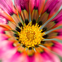 Buy canvas prints of Gazania Talent Series in bloom.  by Andrew Bartlett