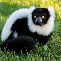 Buy canvas prints of Black and White Ruffed Lemur by Andrew Bartlett