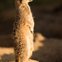 Buy canvas prints of A Meerkat stands guard in the afternoon sun by Andrew Bartlett