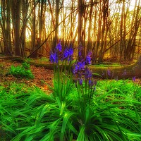Buy canvas prints of Bluebell in the woods  by Framemeplease UK