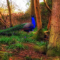 Buy canvas prints of Blue peacock in bluebells by Framemeplease UK