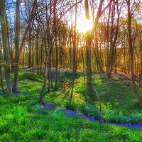 Buy canvas prints of Bluebell Wood  by Framemeplease UK