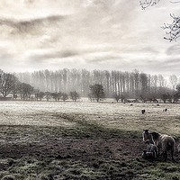 Buy canvas prints of Morning fog in Kent  by Framemeplease UK