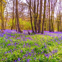 Buy canvas prints of Bluebell woods with cat  by Framemeplease UK