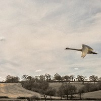 Buy canvas prints of Swan in flight  by Framemeplease UK