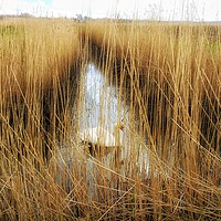 Buy canvas prints of Reed beds in Kent , with a swan  by Framemeplease UK