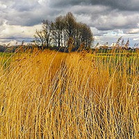 Buy canvas prints of Reed bed in Kent  by Framemeplease UK
