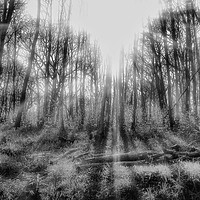 Buy canvas prints of Tenterden morning sunlight in the woods  by Framemeplease UK