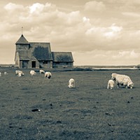Buy canvas prints of Spring church with lambs by Framemeplease UK