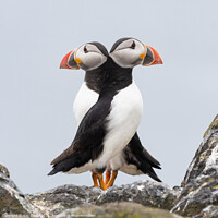 Buy canvas prints of Double Puffin! by Kay Roxby