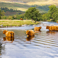 Buy canvas prints of Scottish Highlands - highland cattle in summer by Kay Roxby