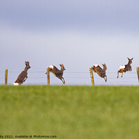 Buy canvas prints of Four roe deer jumping over a stock fence in field - Scotland, UK by Kay Roxby