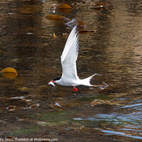 Buy canvas prints of Arctic Tern flying with fish in beak - Isle of May, Fife, Scotland, UK by Kay Roxby