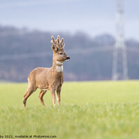 Buy canvas prints of Roe Deer with velvet covered antlers - Scotland, UK by Kay Roxby