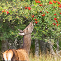 Buy canvas prints of wild roe deer eating rowan berries in autumn, Scotland by Kay Roxby