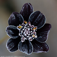 Buy canvas prints of Frost covered Chocolate Cosmos flower by Kay Roxby
