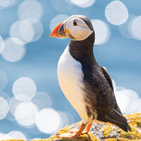 Buy canvas prints of Puffin  by Kay Roxby