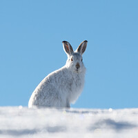 Buy canvas prints of Mountain Hare by Kay Roxby