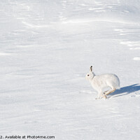 Buy canvas prints of Mountain Hare in winter by Kay Roxby