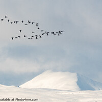 Buy canvas prints of Greylag geese passing snow covered Ben Lomond - Scotland by Kay Roxby