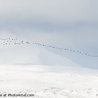 Buy canvas prints of Greylag geese passing Ben Lomond in winter - Scotl by Kay Roxby