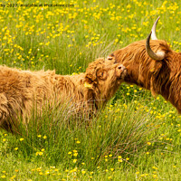 Buy canvas prints of Highland Cow and calf by Kay Roxby