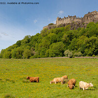 Buy canvas prints of Stirling Castle by Kay Roxby