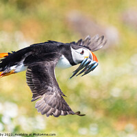 Buy canvas prints of Atlantic Puffin flying with beak full of sand eels by Kay Roxby