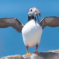 Buy canvas prints of Atlantic Puffin with wings outstretched by Kay Roxby