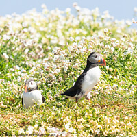 Buy canvas prints of Atlantic Puffins outside burrow by Kay Roxby
