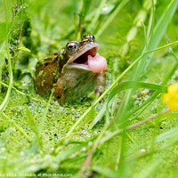 Buy canvas prints of Common Frog tongue by Kay Roxby